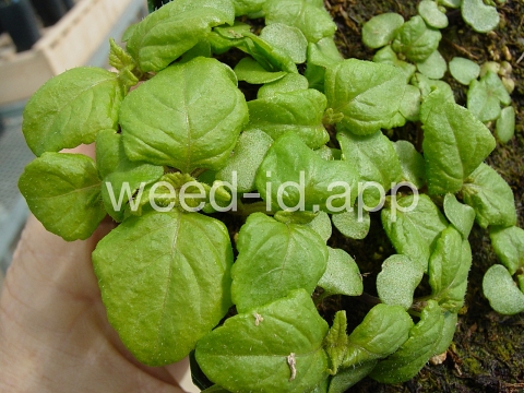 mint, perilla
